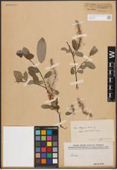 Foto von Salix denticulata Andersson